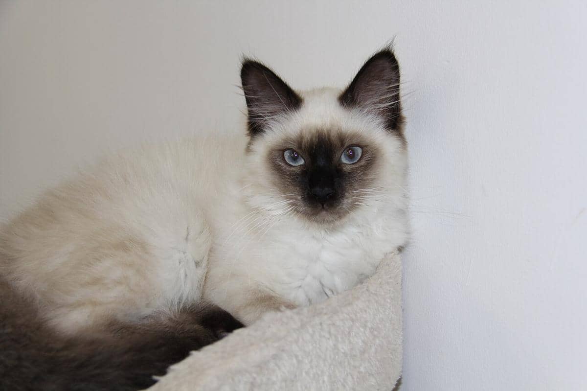 Kucing Himalaya.