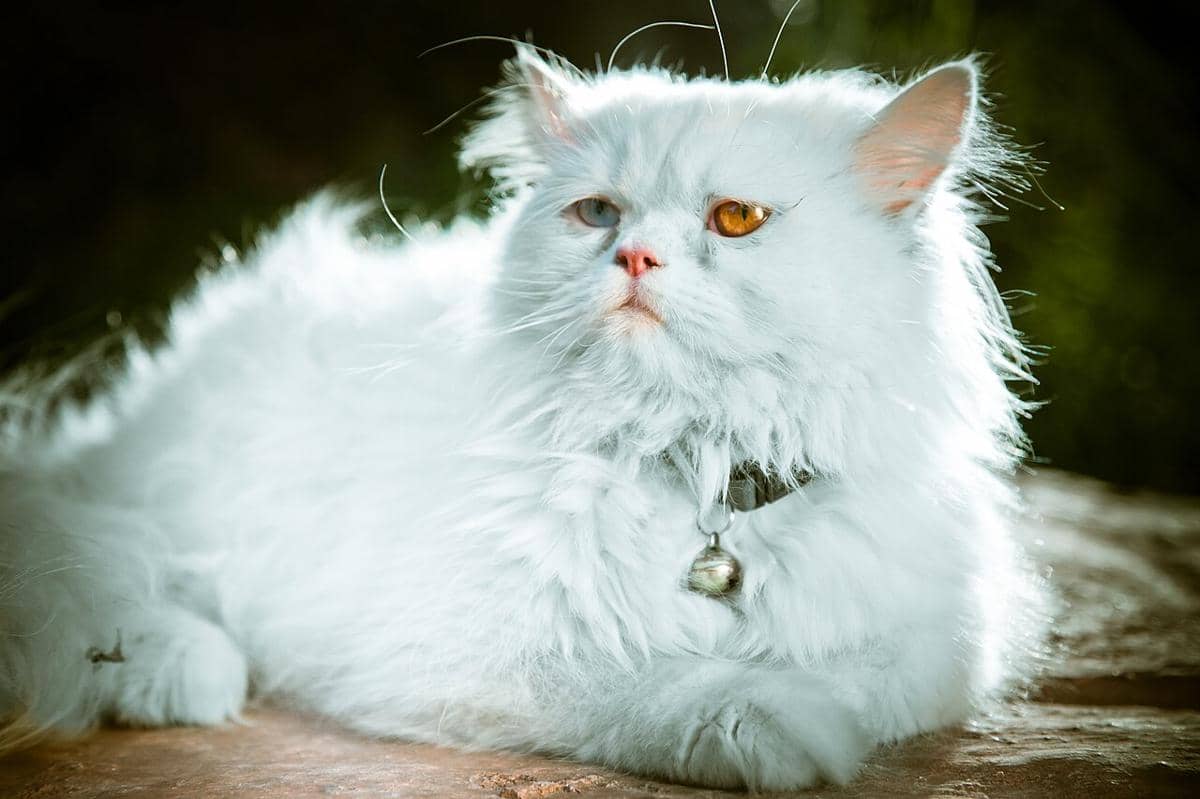 Kucing Persia.