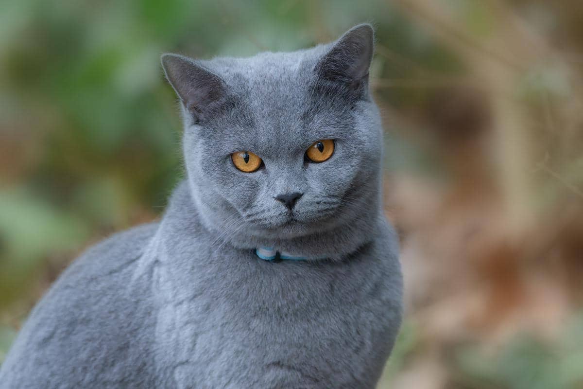 British Shorthair