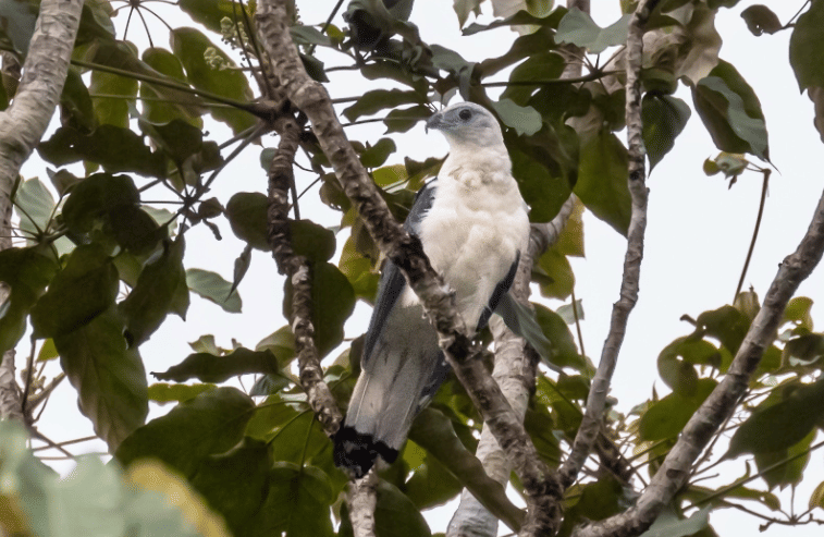 5 Fakta White Collared Kite, Elang Anggun dengan Teknik Berburu Unik