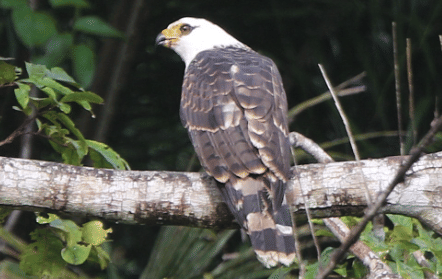 white-collared kite