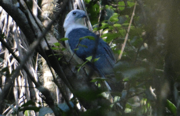 white-collared kite