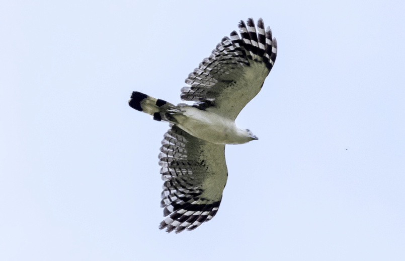 white-collared kite