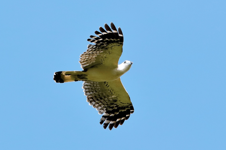 white-collared kite