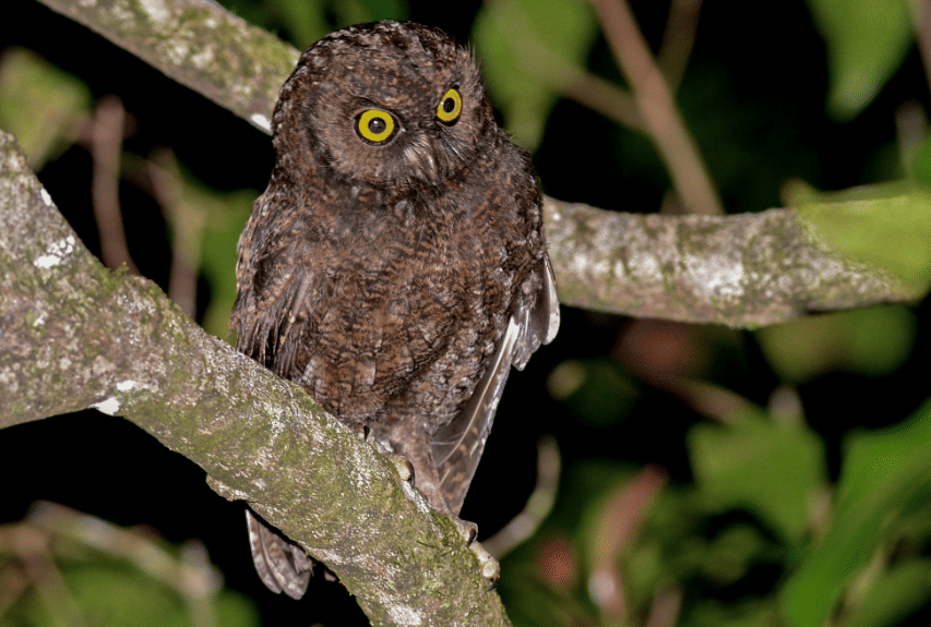5 Fakta Anjouan Scops Owl, Burung Hantu Endemik dengan Sejarah Unik