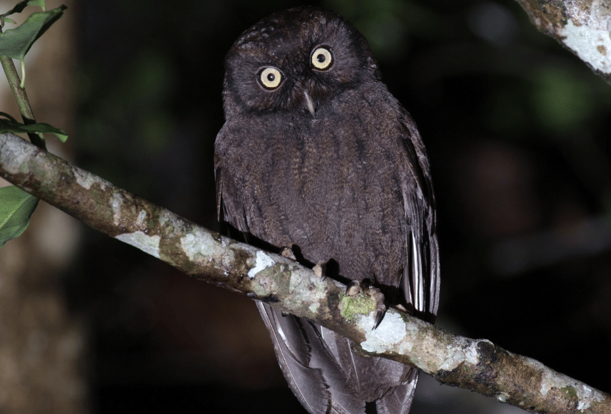 anjouan scops-owl