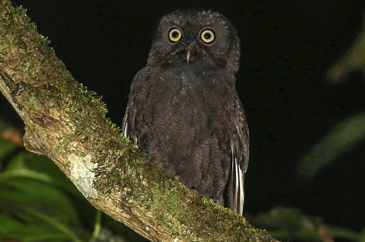 anjouan scops-owl