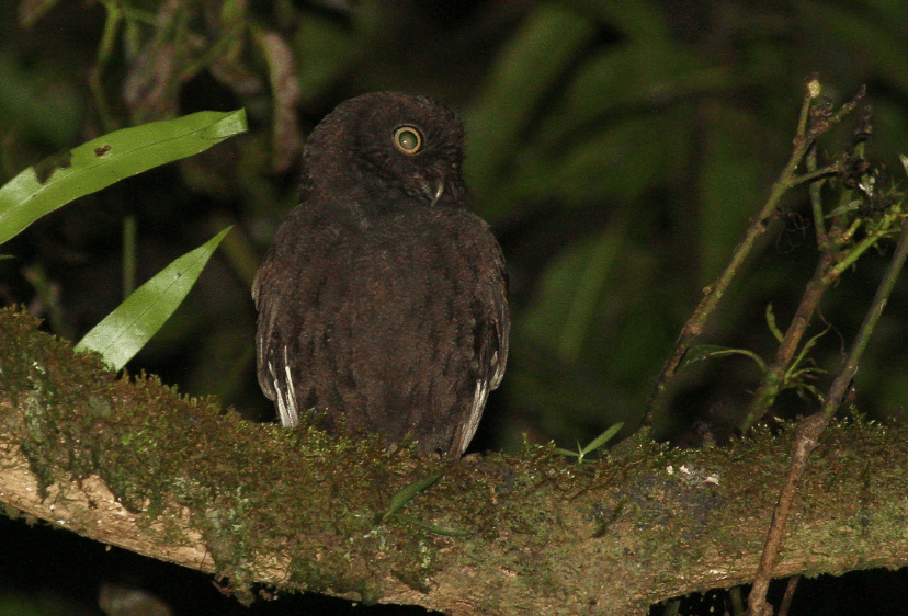 anjouan scops-owl