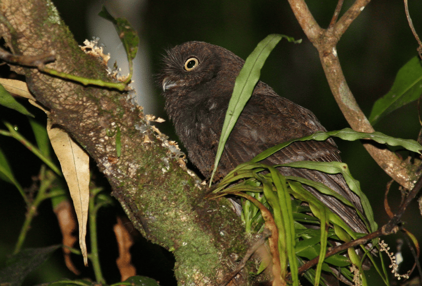 anjouan scops-owl