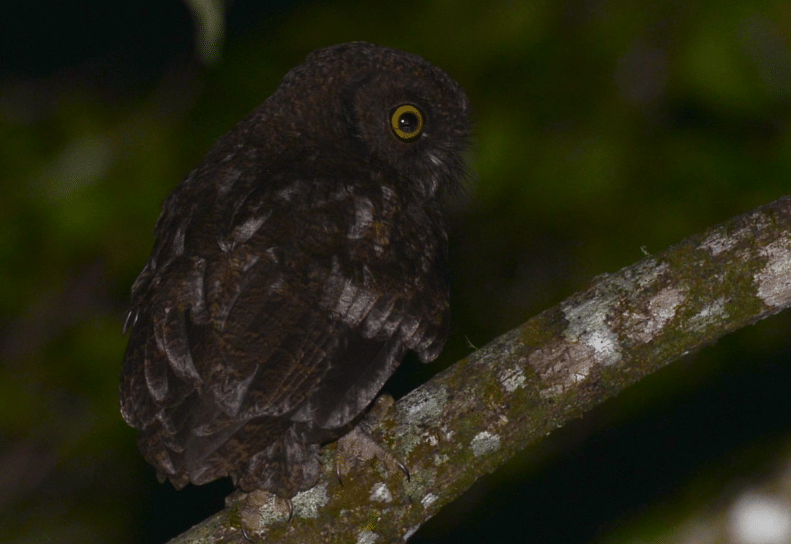 anjouan scops-owl