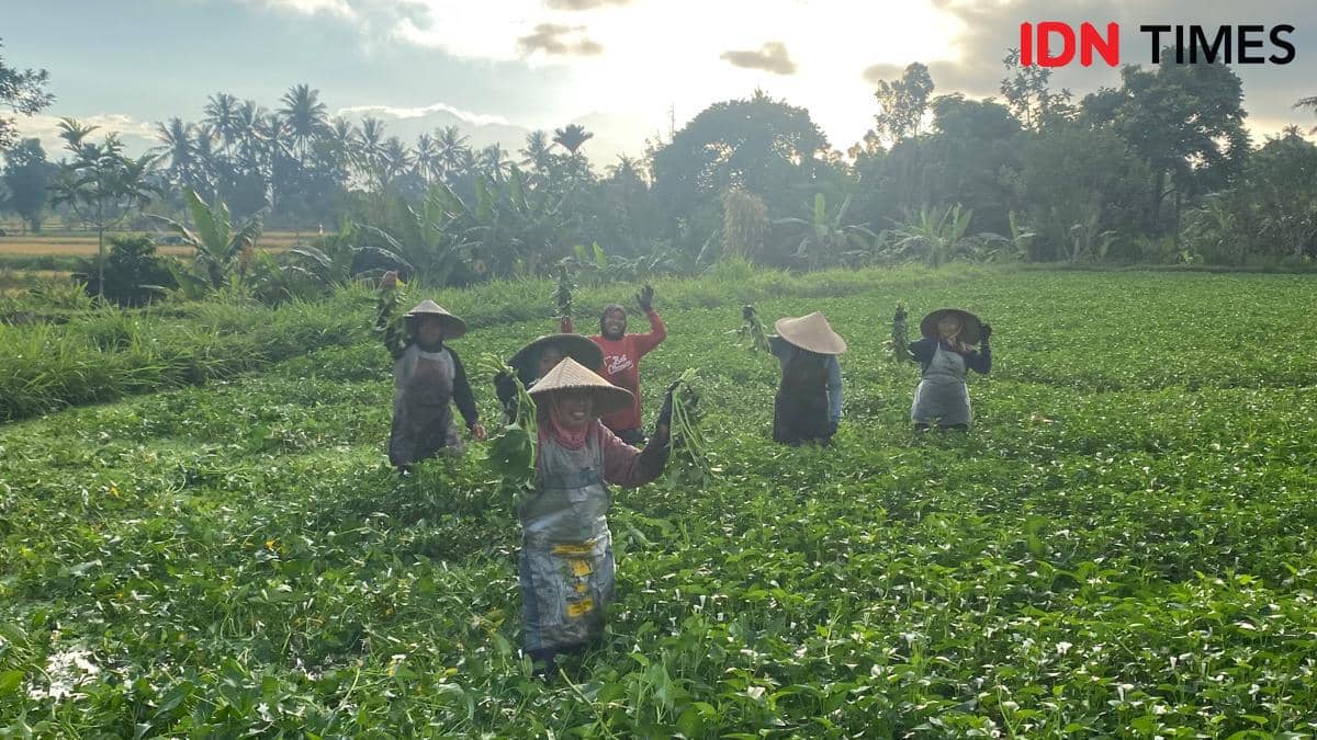 Perempuan yang menjadi petani kangkung di Desa Dasan Tereng, Lombok, NTB. (IDN Times/Marcheilla Ariesta)