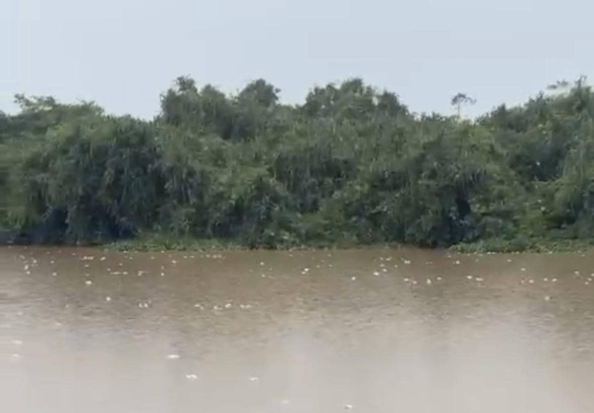 Ribuan Ikan di Mempawah Mati Massal, Diduga karena Air Sungai Asam