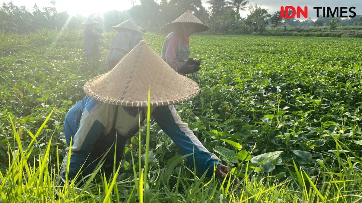 Harapan Petani Desa Dasan Tereng di Balik Plecing Kangkung Lombok