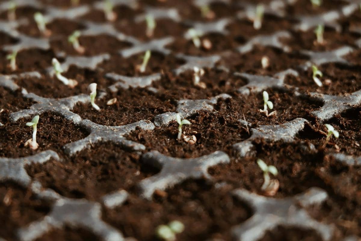 https://unsplash.com/id/foto/foto-closeup-tanaman-daun-hijau-Nur08yBgJzE