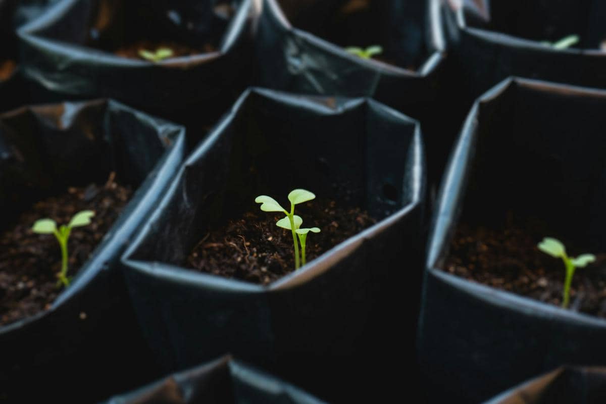 https://unsplash.com/id/foto/fotografi-fokus-selektif-kecambah-hijau-oxrEQijp3XQ