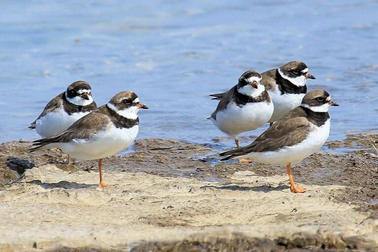Semipalmated Plover