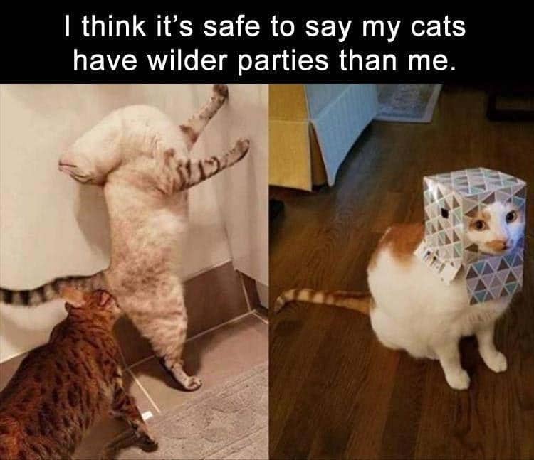 meme kucing tentang pesta