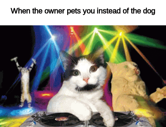 8 Meme Kucing tentang Pesta, Heboh Banget!