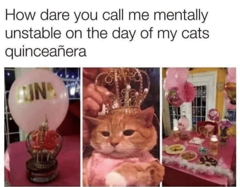 meme kucing tentang pesta