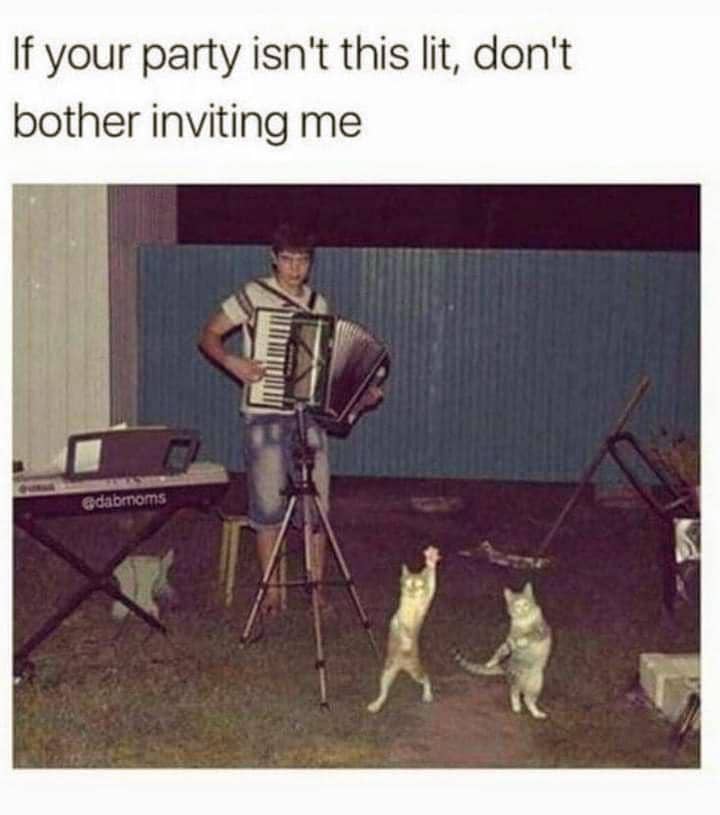 meme kucing tentang pesta