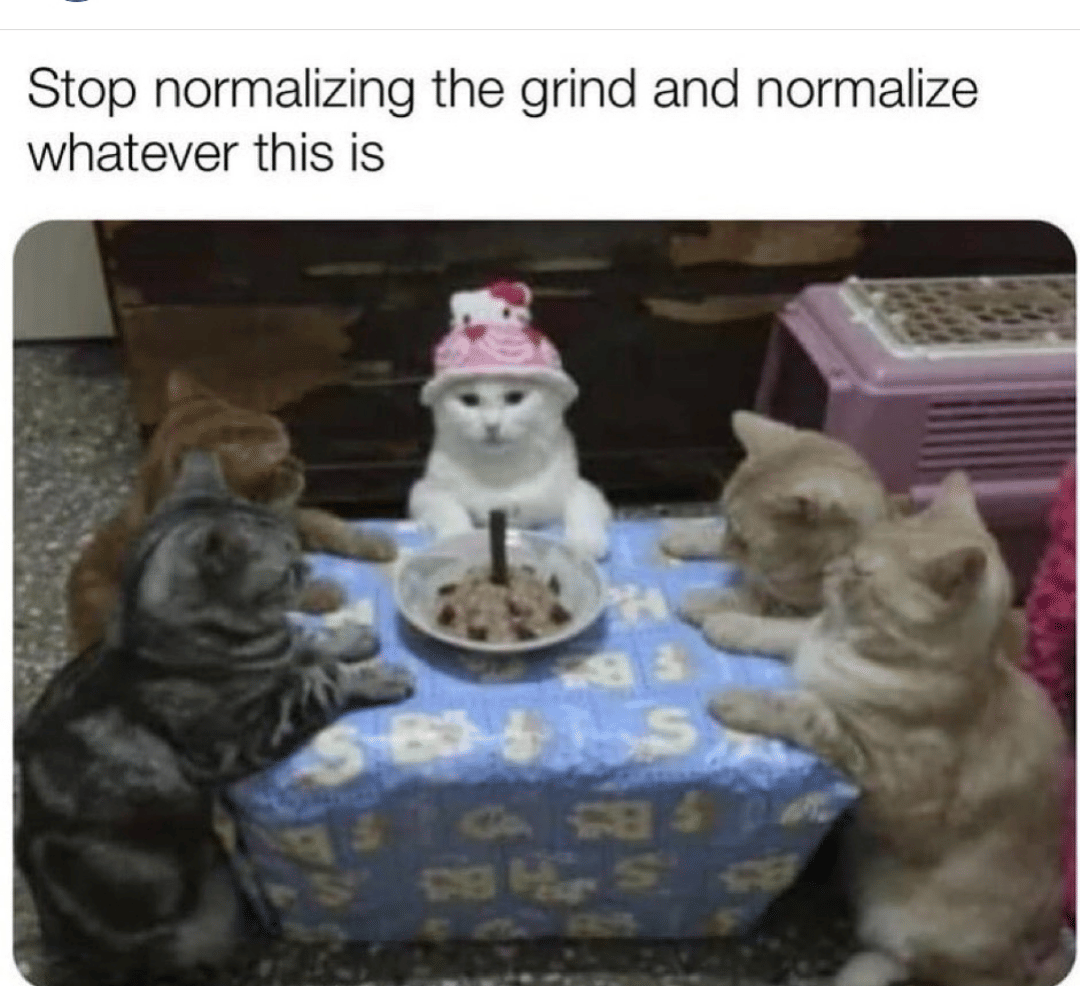 meme kucing tentang pesta