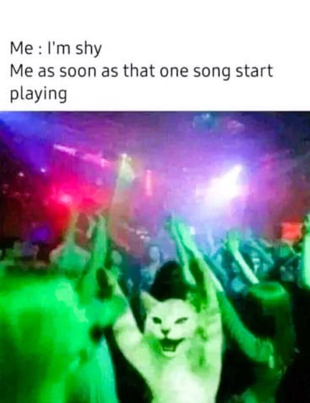 meme kucing tentang pesta