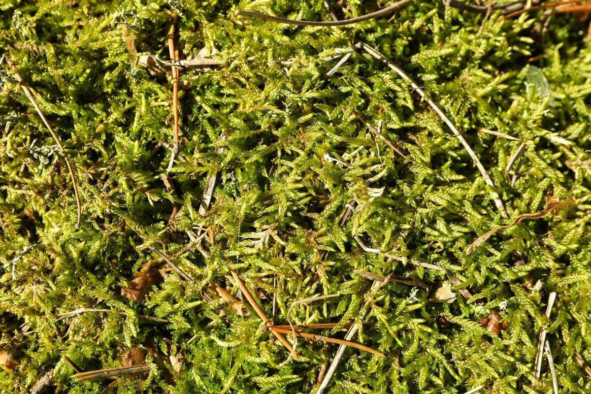 ilustrasi christmas moss