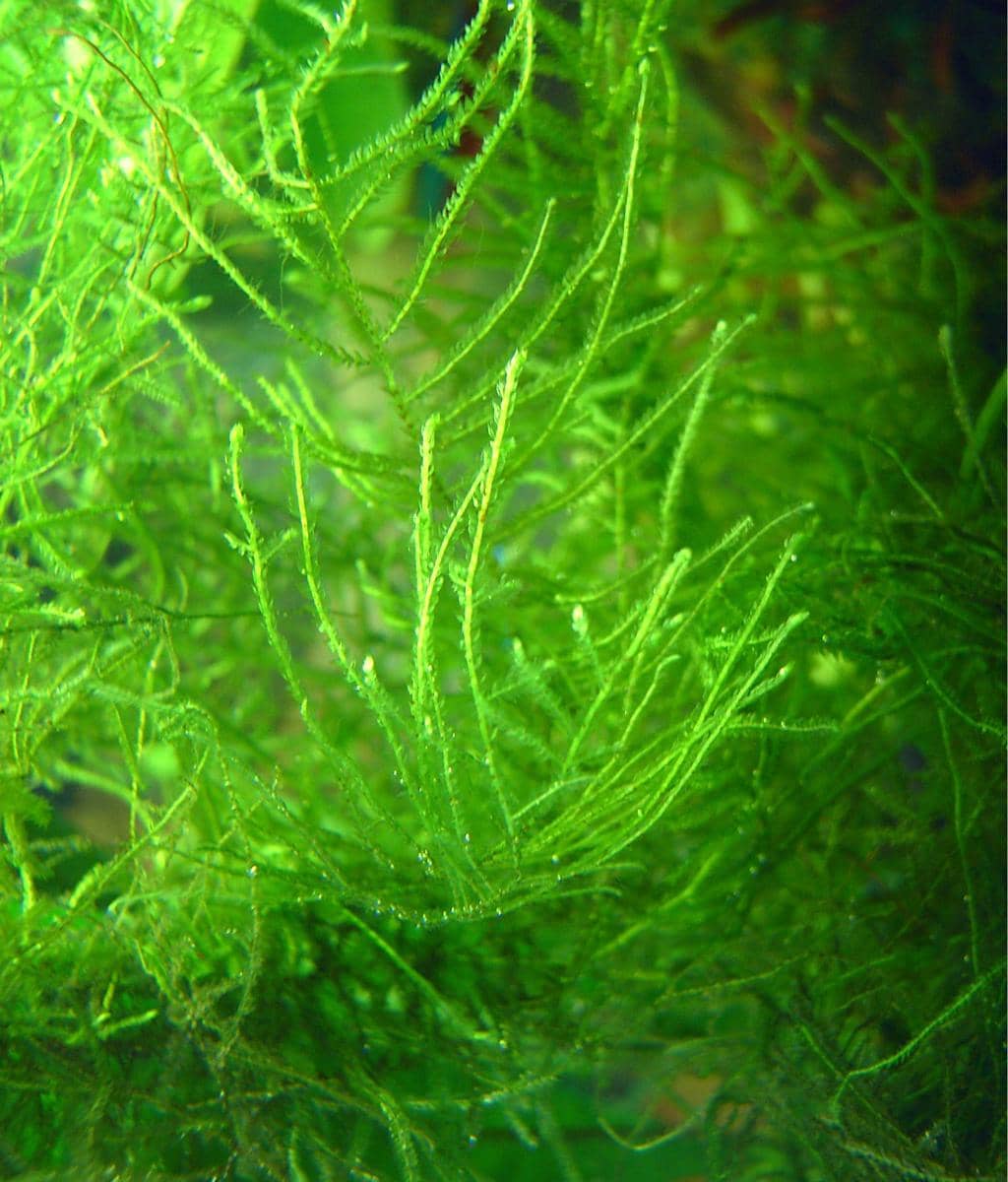 ilustrasi java moss
