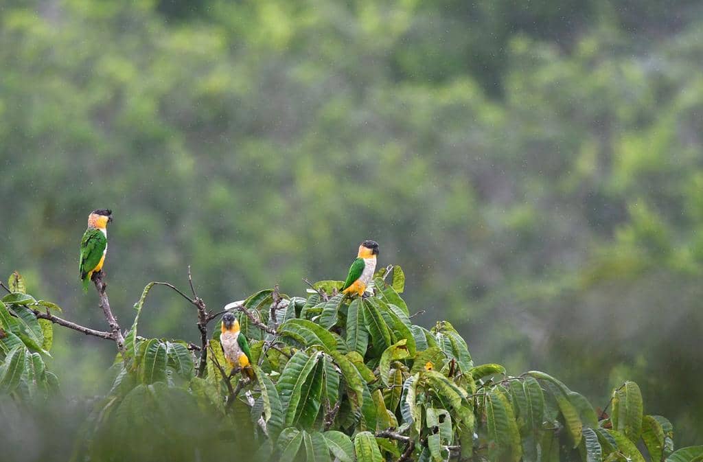 Burung Pionites melanocephalus
