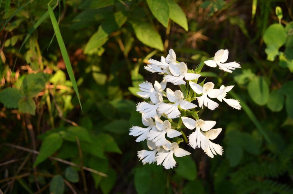 Anggrek Habenaria dentata