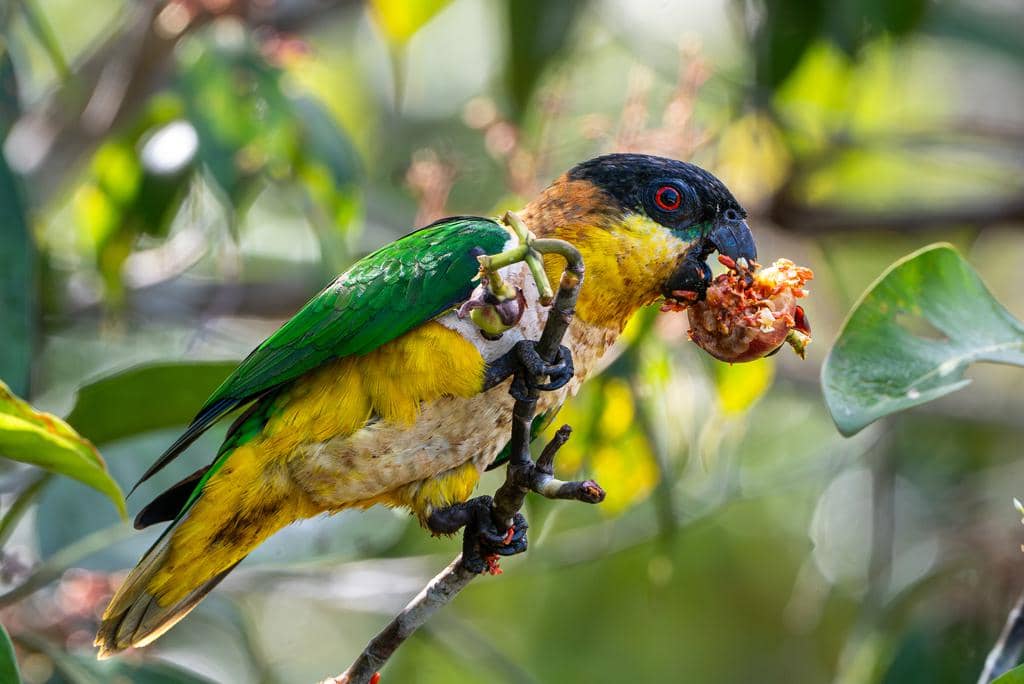 Burung Pionites melanocephalus