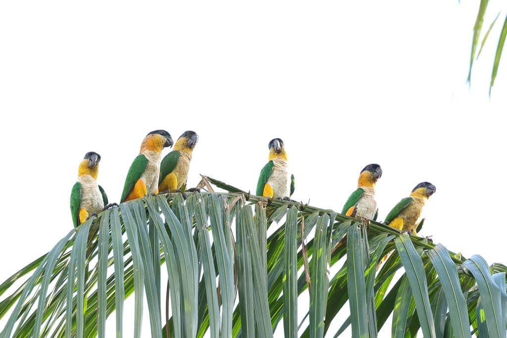 Burung Pionites melanocephalus