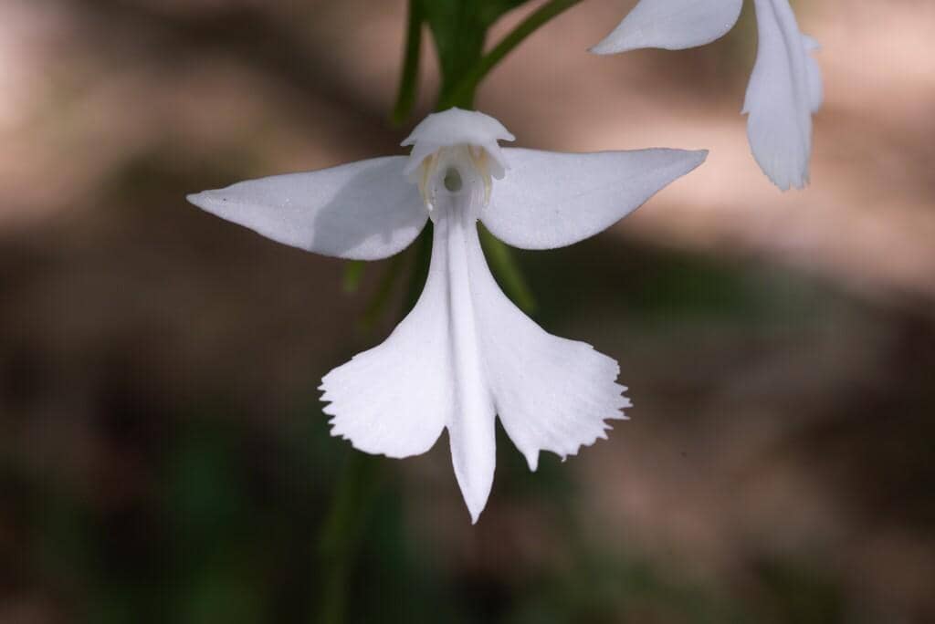 5 Fakta Habenaria dentata, Anggrek Sayap Putih di Lereng Pegunungan