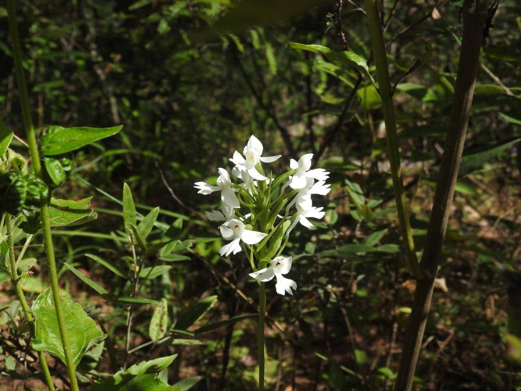 Anggrek Habenaria dentata