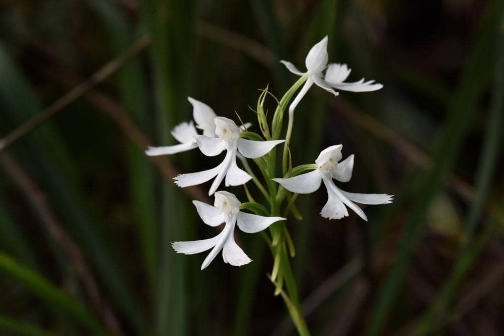Anggrek Habenaria dentata