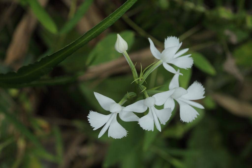 Anggrek Habenaria dentata