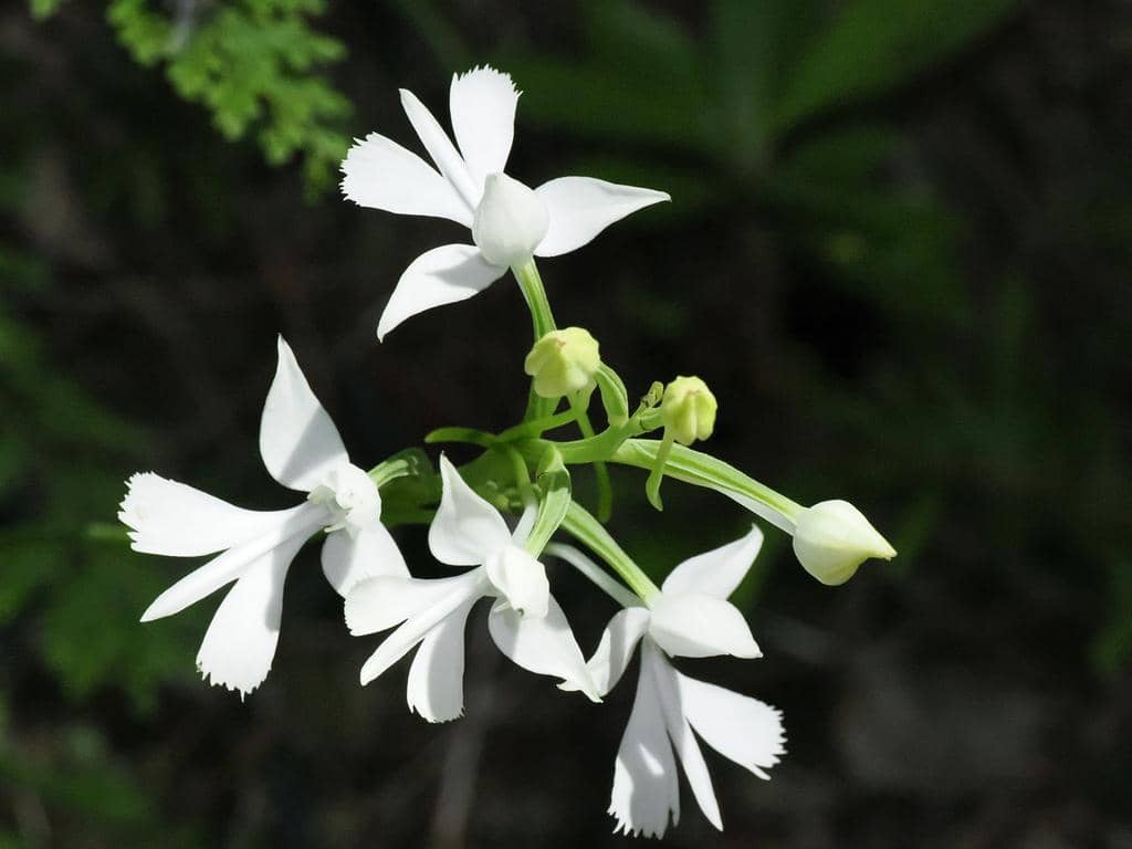 Anggrek Habenaria dentata