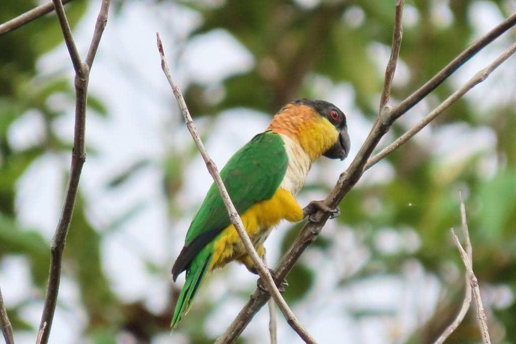 Burung Pionites melanocephalus