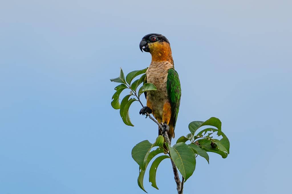 Burung Pionites melanocephalus