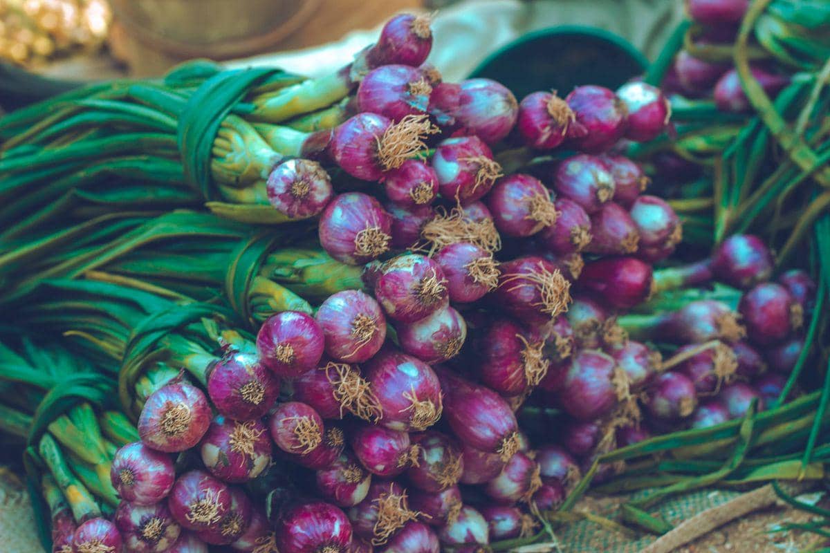 ilustrasi bawang merah
