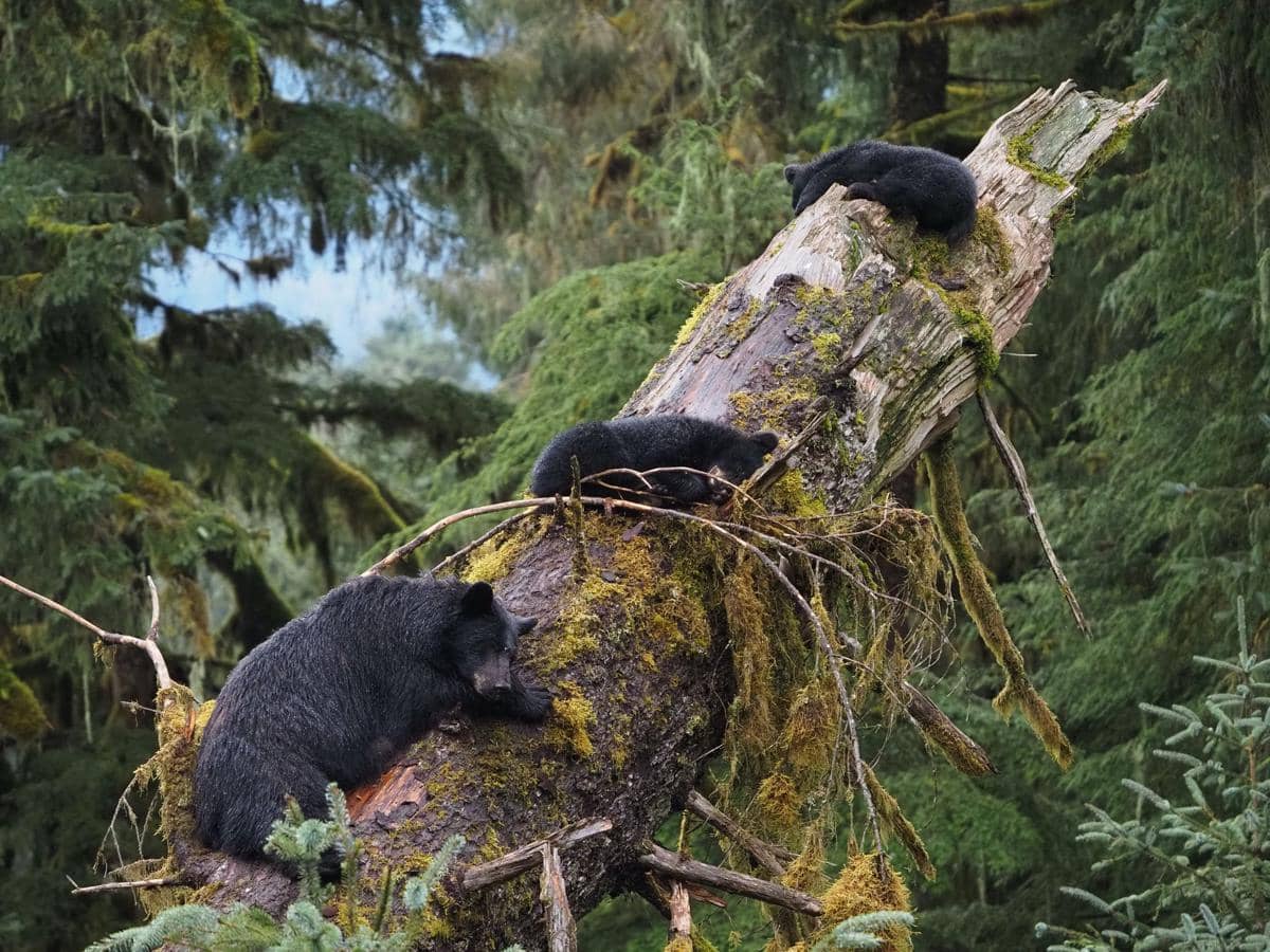 Hutan Hujan Tongass Alaska