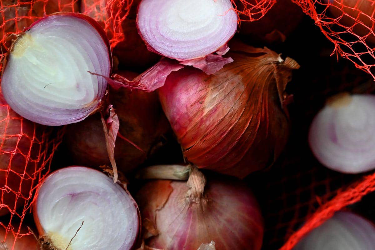 ilustrasi bawang bombay