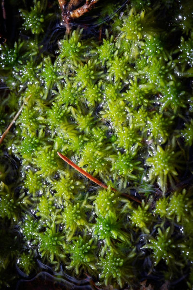 ilustrasi sphagnum moss