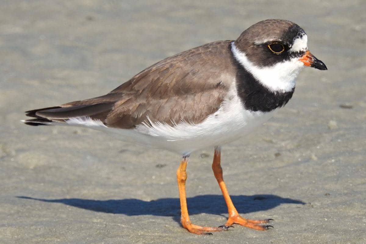Semipalmated Plover