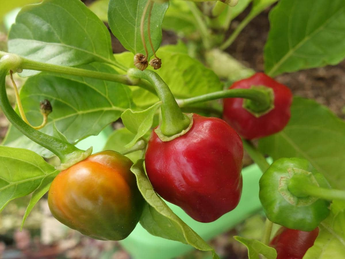 ilustrasi cabai habanero