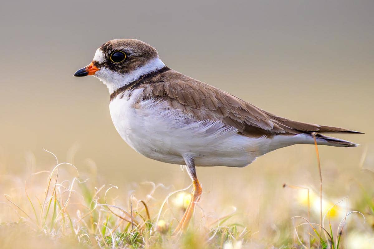5 Fakta Semipalmated Plover, Burung Pantai Penghuni Kawasan Arktik