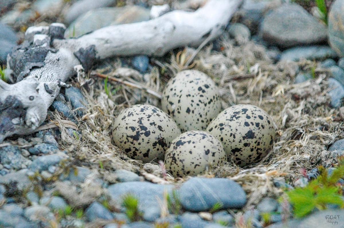Telur di sarang Semipalmated Plover