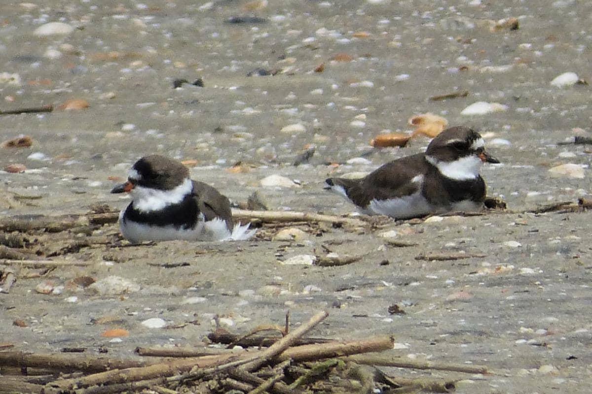 Pasangan Semipalmated Plover