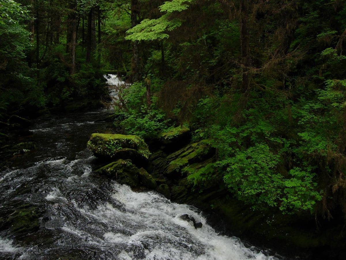Hutan Hujan Tongass Alaska