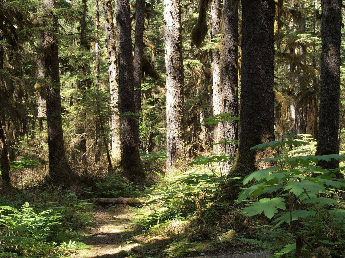 Hutan Hujan Tongass Alaska